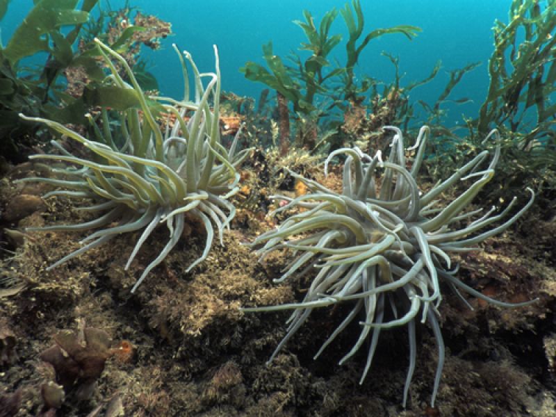 Muchas anémonas se alimentan con energía solar. Esta especie 'Anemonia viridis', se encuentra en el Atlántico oriental, desde el Mediterráneo hasta tan al norte como el Reino Unido. Sus tentáculos contengan las algas simbióticas 'Symbiodinium'.