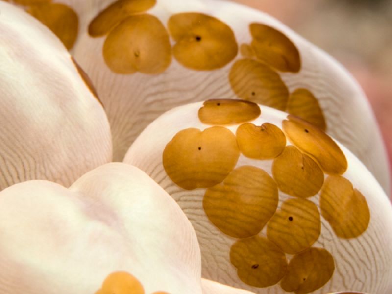 El color marrón de estos gusanos planos, 'Waminoa' se debe a las algas que acumula en sus células. Su coloración se puede apreciar perfectamente apoyados en este coral blanco.