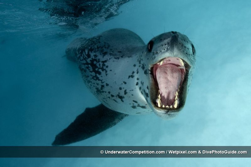 Una foca amenaza al objetivo