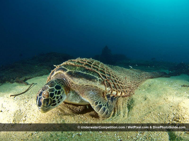 Una tortuga lucha por liberarse de la red