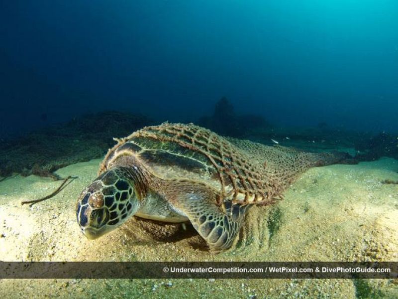 Una tortuga lucha por liberarse de la red