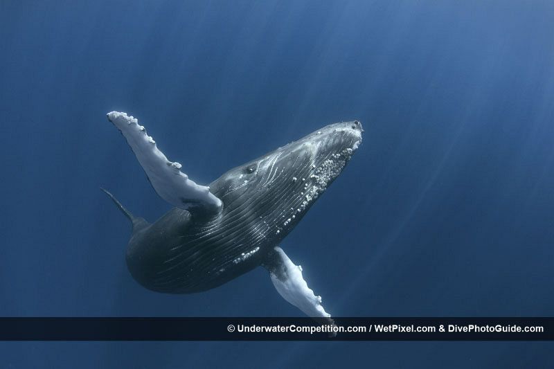 Una ballena jorobada abre sus aletas