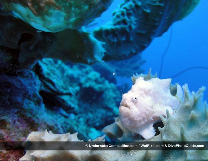 Un pez saliendo de su escondite