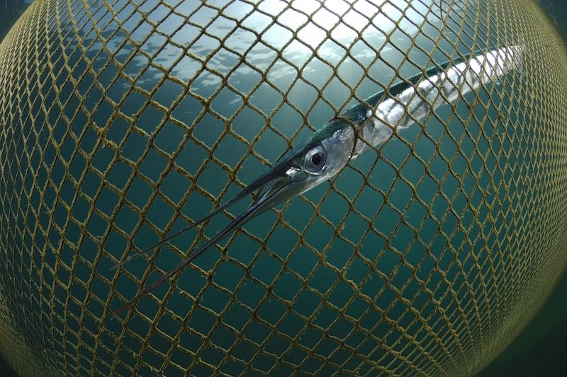 Un pez lucha por escapar de la red y poder volver a nadar libremente en el agua