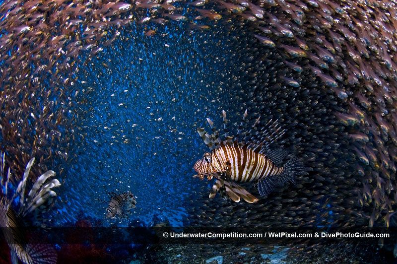 Un pez escorpión rompe un banco de peces que se dispersan a su alrededor