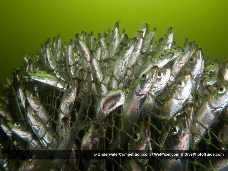 Cientos de sardinas intentan salir de la red en la que han quedado atrapadas