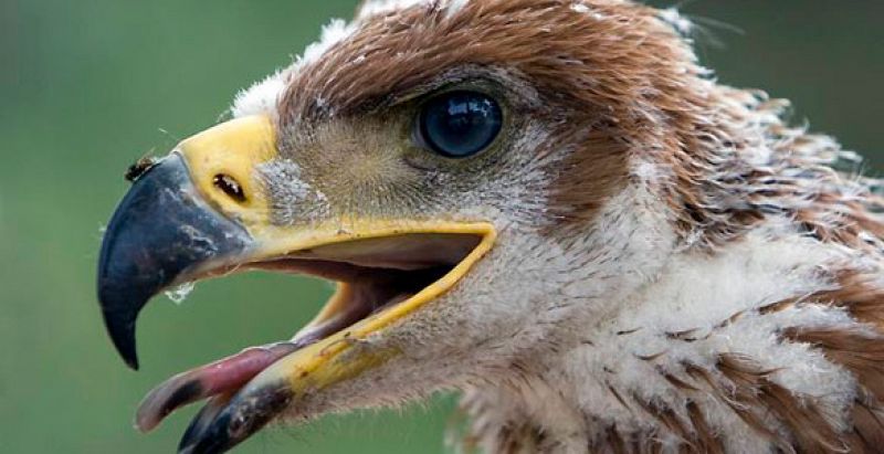 Detalle de un águila imperial.