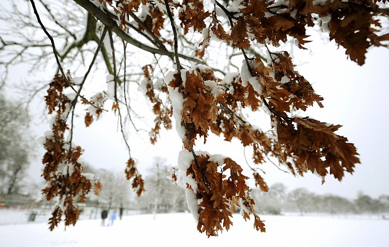 Snow lies on the leaves of a tree on Clapham Common as heavy snow falls on London