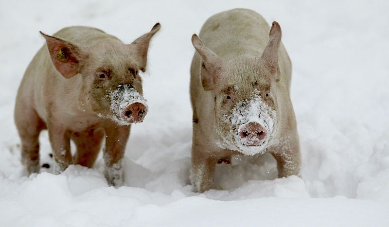 Piglets play on a snow covered field near the Swiss town of Waedenswil