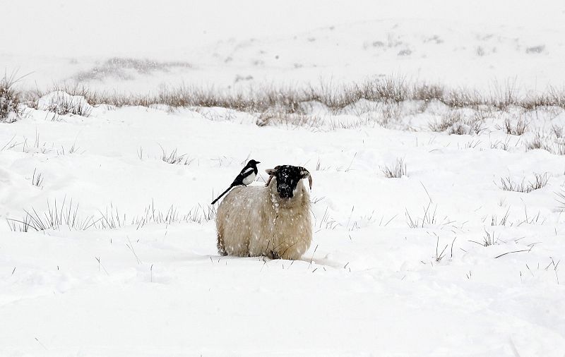 A magpie perches on a black faced ram near the village of Cargin in the Glens of Antrim, Northern Ireland