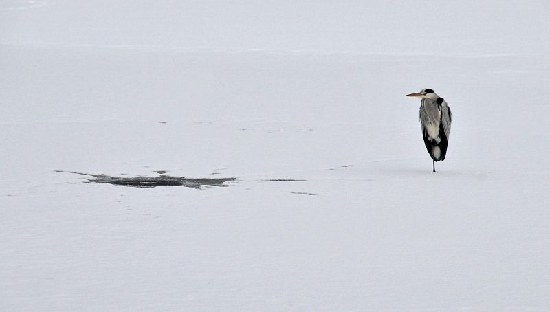 Una garza permanece en la nieve en Worpswede (Alemania).