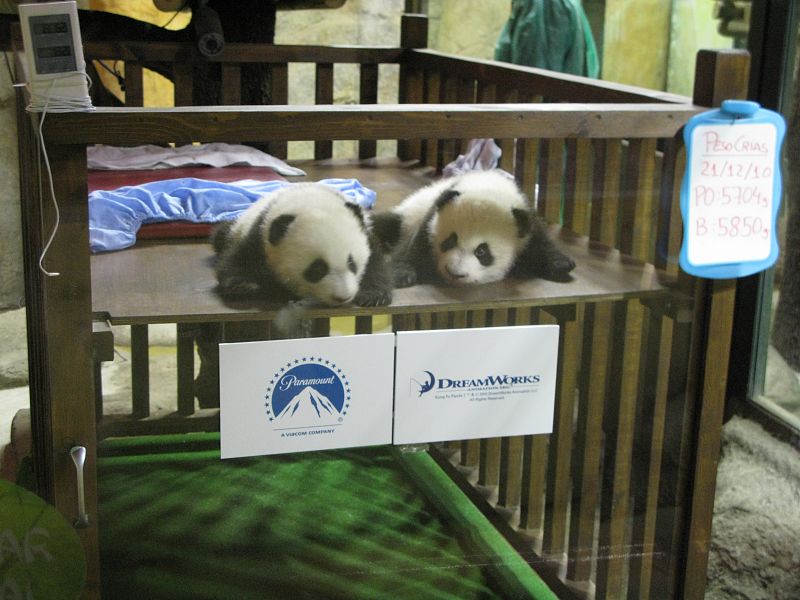 Casi cien días después las dos crías pesan casi seis kilos cada una