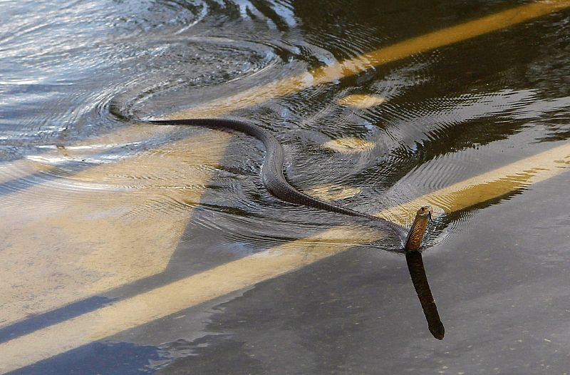 Los animales también se han visto afectados por las lluvias