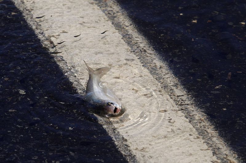 Los peces, otros de los afectados por las inundaciones