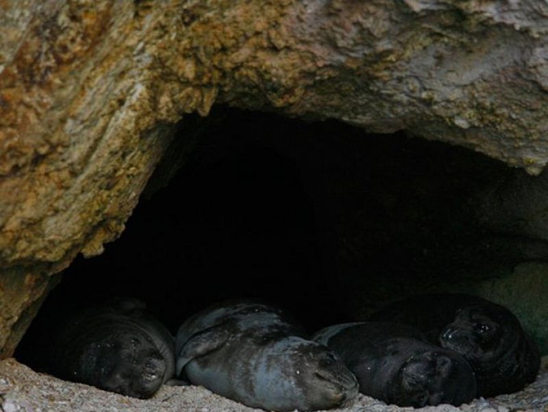 Una familia de focas monjes durmiendo en una de las cuevas