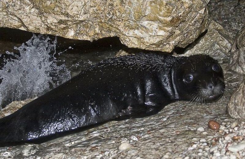 Detalle de una de las crías de foca monje descubierta en una isla griega
