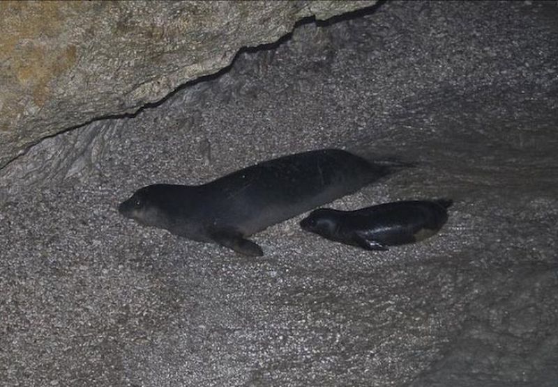 Una cría de foca monje junto a su madre en una de las cuevas donde habita la colonia