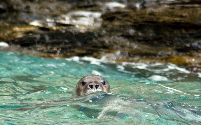 Una de las focas monjes descubiertas en Grecia nada en mar abierto