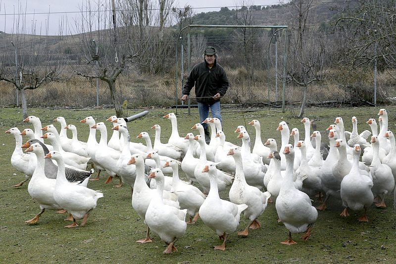 Ocas para la cabalgata