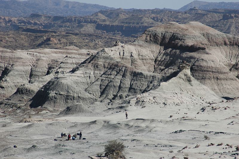 Un equipo de investigadores de la Universidad Nacional de San Juan (Argentina) han descubierto los fósiles de la nueva especie, en la formación de Ischigualasto en el noreste de Argentina