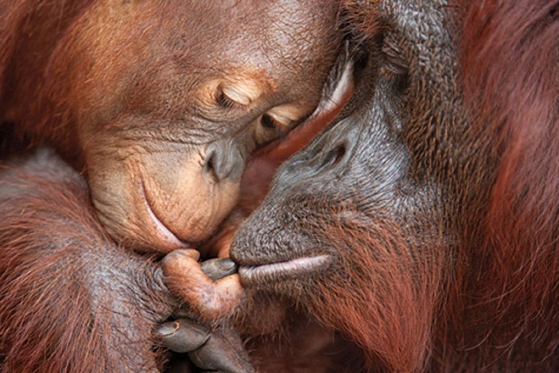 Amor materno entre orangutanes