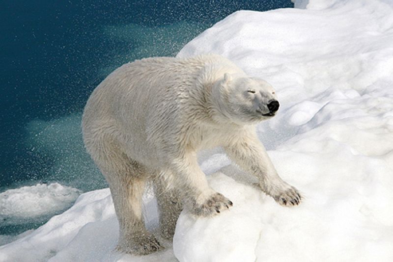 La lucha de un oso polar contra los elementos