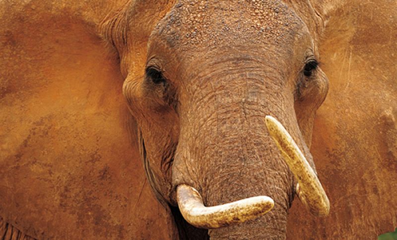 Retrato de una hembra elefante, la matriarca del grupo, en el Parque Nacional de Tsavo (Kenia)