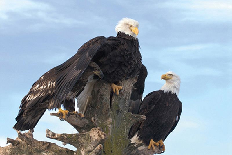 Águilas calvas oteando el horizonte