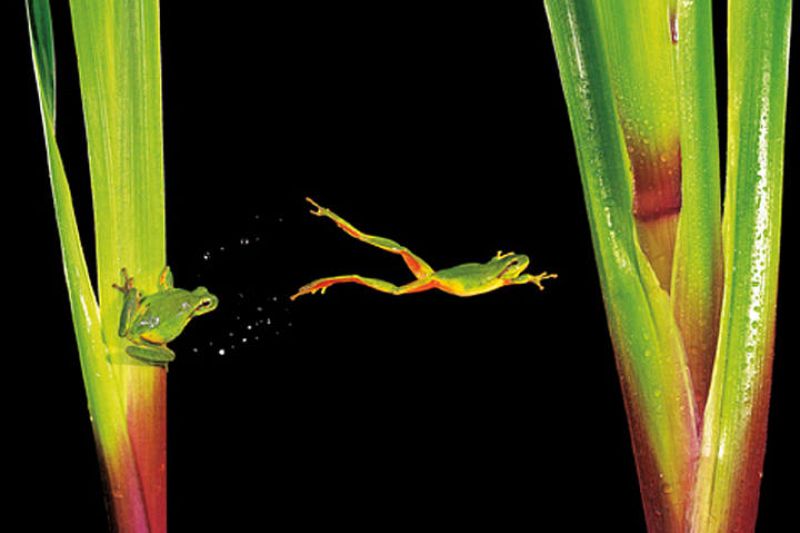 El salto de la rana