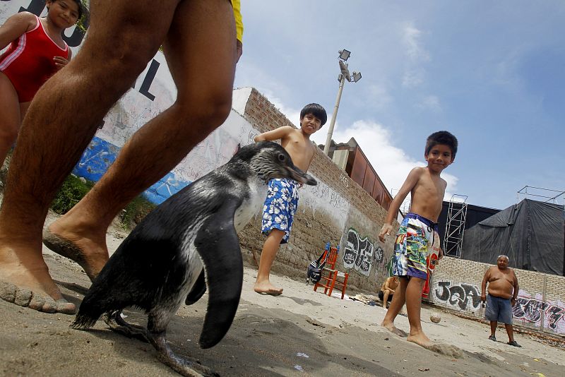 Los niños de Lima estaban encantados con el pingüino Tomás