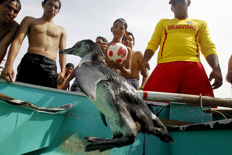El pingüino Tomás espera en un bote de madera antes de salir hacia la Isla de San Lorenzo