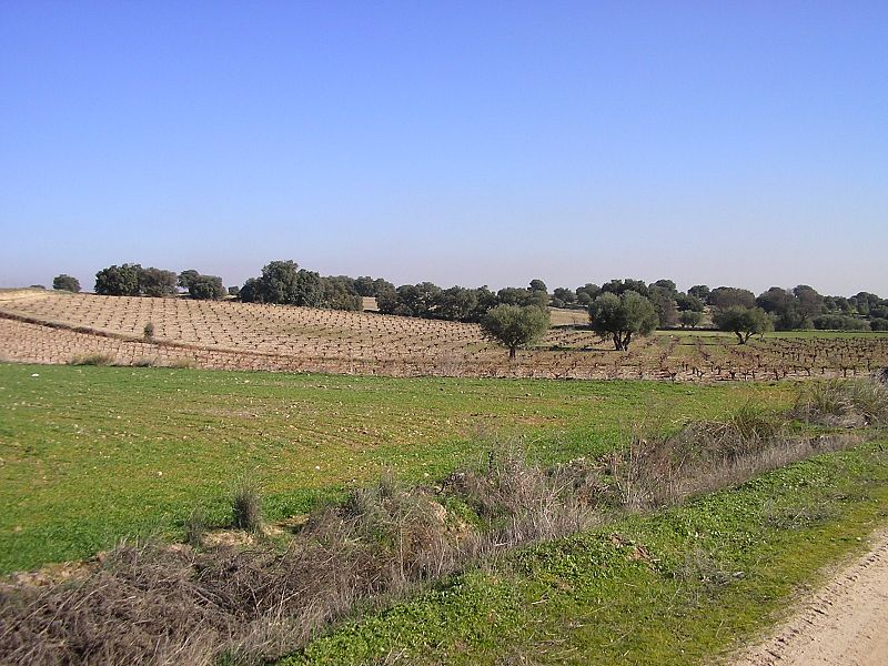 Un olivar, el paisaje más habitual en el que habitan los mochuelos