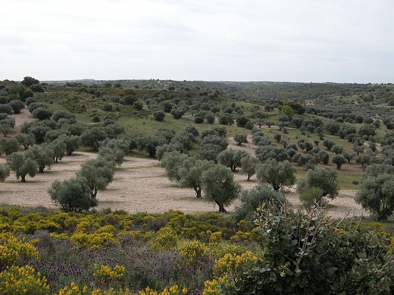 Los mochuelos se esconden en las cavidades de los olivos