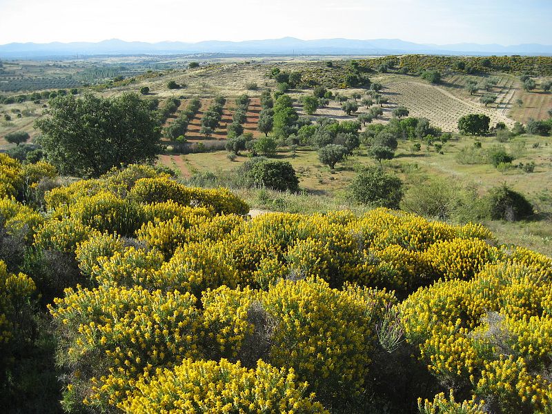 Los olivares son las zonas más habituales donde habitan los mochuelos