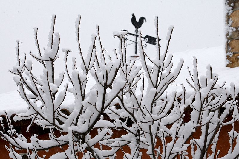 Detalle de unas ramas con nieve tomada en la localidad madrileña de Pedrezuela. La sierra de Madrid está en alerta naranja.