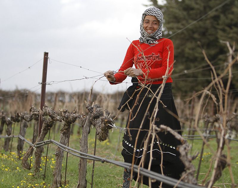 Souad trabaja también en este viñedo del Líbano y gana 7 dólares al día por su trabajo.