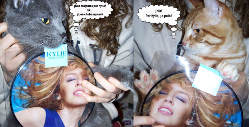 Gatos fans dispuestos a todo por Kylie...