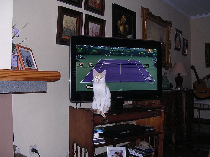 En casa vemos todos el tenis, incluido el gato