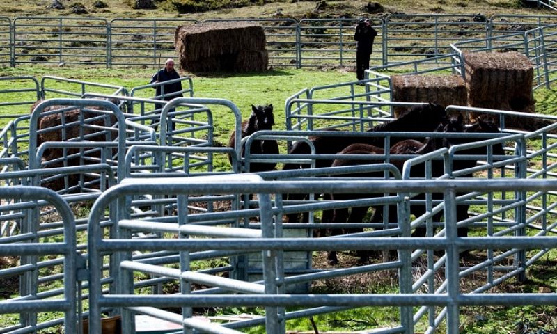 Caballos en la manga de manejo