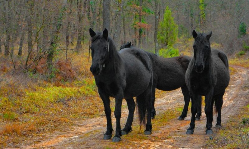 Caballos en medio del bosque