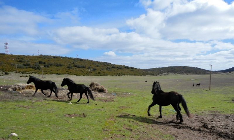 Caballos en semi libertad