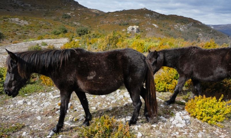 Caballos en los montes Obarenes