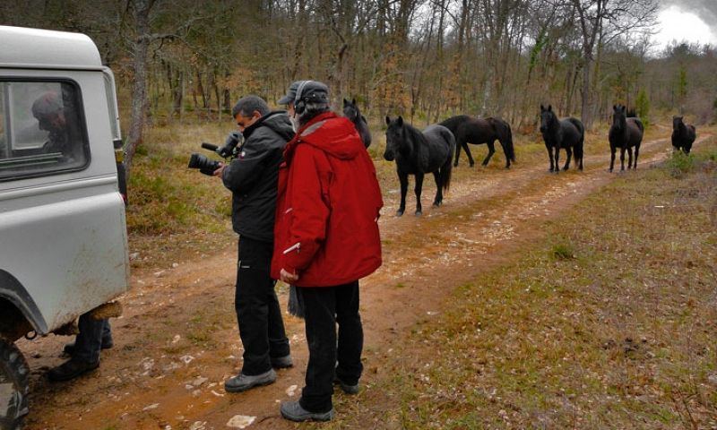 Caballos acudiendo a la llamada del pan