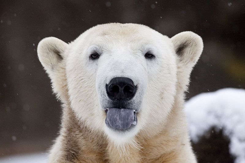 Una de las primeras imágenes de Knut cuando fue presentado públicamente en el zoo de Berlín