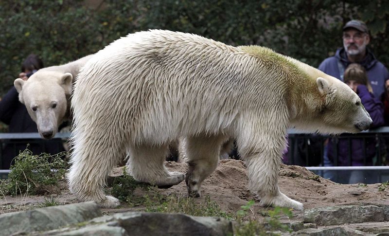 Knut junto a una de su compañeras de jaula, la osa polar Giovanna (en primer plano)