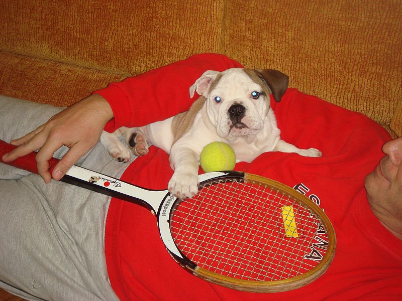 El perro de la Roja