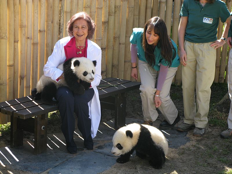 Aunque les costo un poco, los osos panda estuvieron muy activos y cómodos durante su primera salida a la pradera exterior