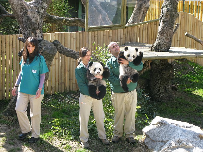 Dos de los cuidadores del zoo de Madrid encargados de los pandas esperando la llegada de la Reina Sofía con los osos en brazos