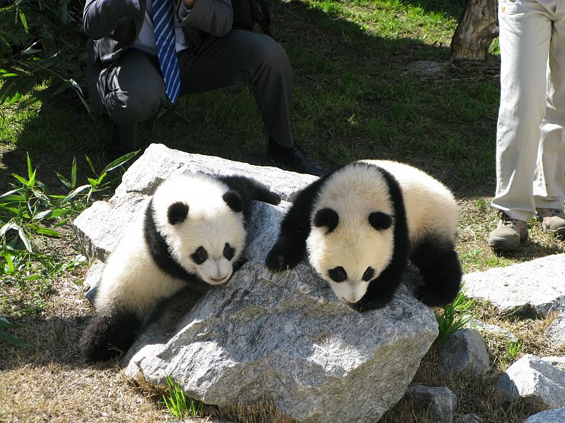 Los dos pandas, Po y De De, subidos en una roca de las instalaciones de la casa en la que viven en el zoo de Madrid