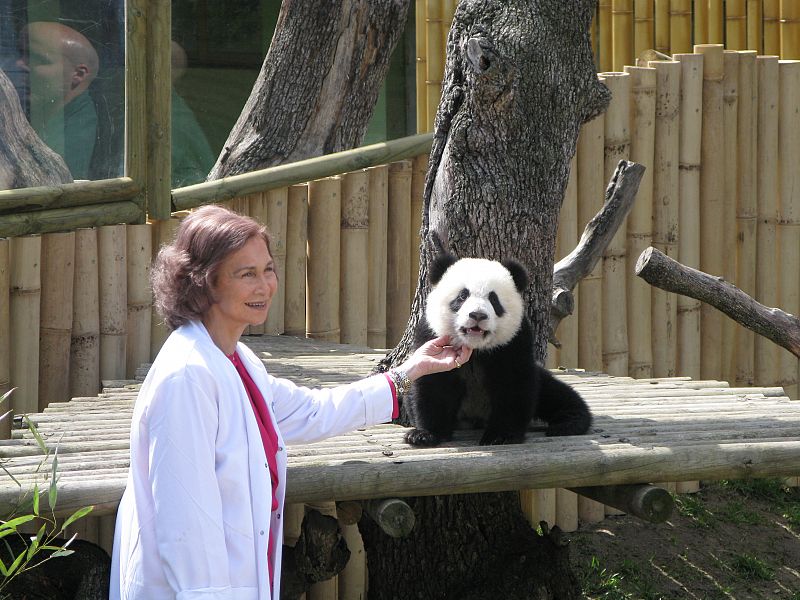 La Reina Sofía acaricia a uno de los pandas mientras atiende las peticiones de los numerosos medios gráficos que cubrieron el evento